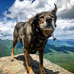 10 Leave No Trace Tips for Dog Owners in the Adirondacks